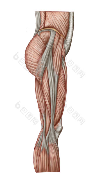 下半身人体肌肉分部图