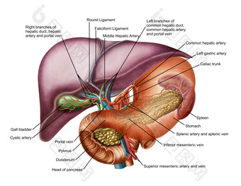<strong>人体器官</strong>肝部动脉解剖图