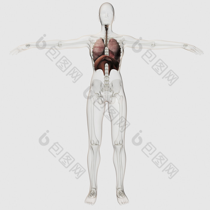 人体肺部器官示例结构图