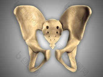 人体骨盆骨架示例图
