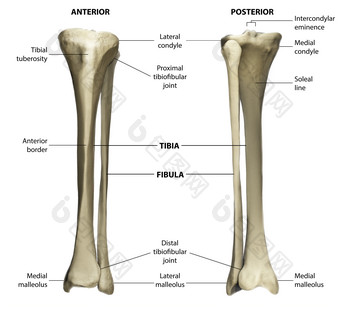 <strong>骨骼</strong>骨架结构示例图
