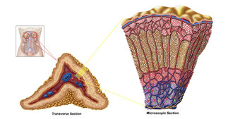 人体肾上腺皮质解剖示例图