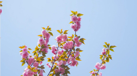 春日植物粉色樱花春天花朵4K实拍