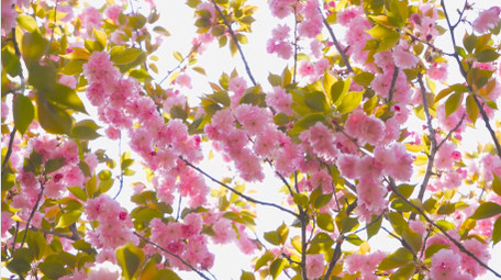 春日植物粉色樱花春天花朵4K实拍