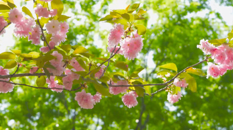 春日植物粉色樱花春天花朵4K实拍