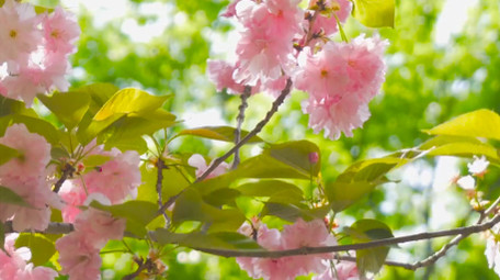 春日植物粉色樱花春天花朵4K实拍