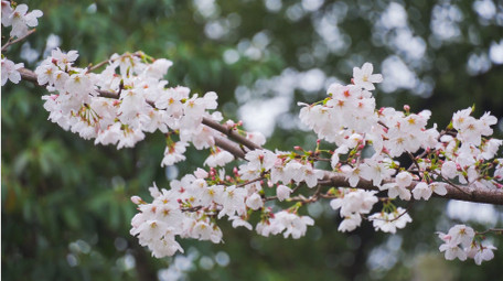 春季花朵白色樱花盛开唯美樱花季节4K实拍