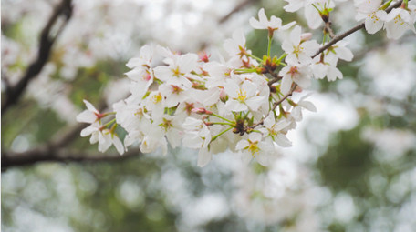 春季花朵白色樱花盛开唯美樱花季节4K实拍