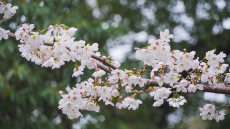 春季花朵白色樱花盛开唯美樱花季节4K实拍