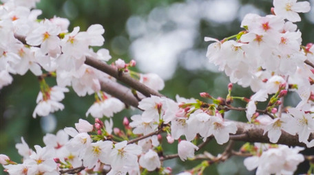 春季花朵白色樱花盛开唯美樱花季节4K实拍
