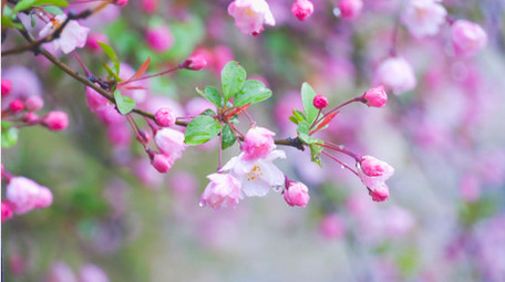 春日花朵植物海棠花垂丝海棠花4K实拍