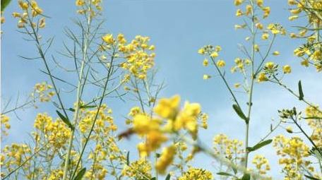 春天油菜花植物自然风景实拍