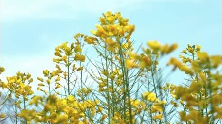 春天油菜花植物自然风景实拍
