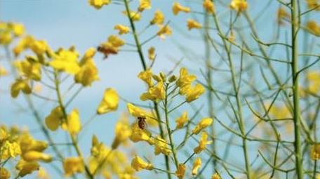 春天油菜花植物自然风景实拍