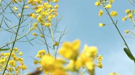 春天油菜花植物自然风景实拍