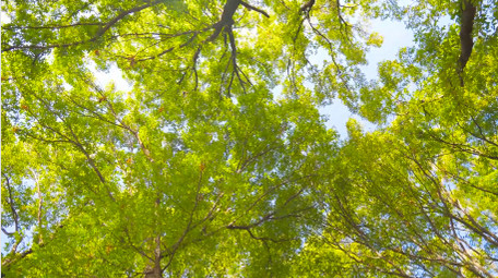 春天植物森林树木绿色森林春意盎然4K实拍