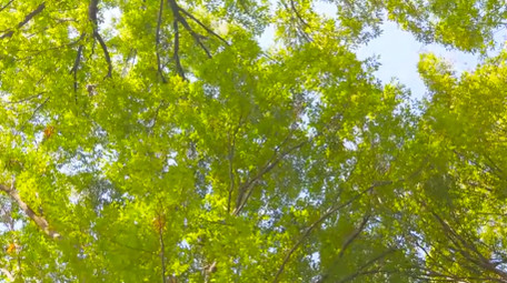 春天植物森林树木绿色森林春意盎然4K实拍