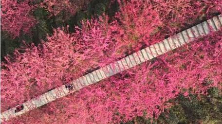 春天红樱花植物自然风景航拍