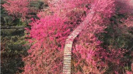 春天红樱花植物自然风景航拍
