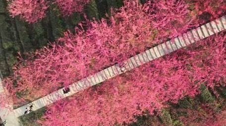 春天红樱花植物自然风景航拍