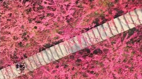 春天红樱花植物自然风景航拍