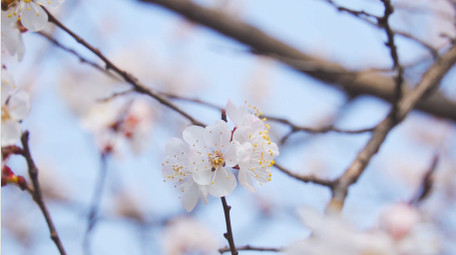 春季氛围春天花朵盛开唯美杏花4K实拍