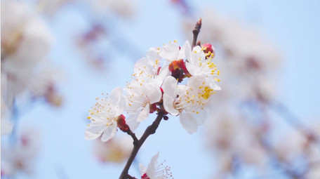 春季氛围春天花朵盛开唯美杏花4K实拍