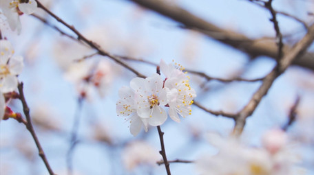 春季氛围春天花朵盛开唯美杏花4K实拍