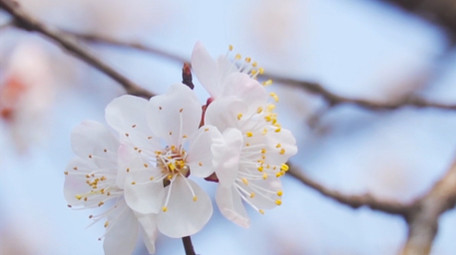 春季氛围春天花朵盛开唯美杏花4K实拍