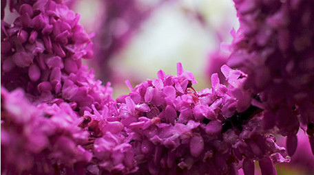 春天下雨春雨植物鲜花盛开紫色花朵雨滴实拍