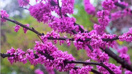 春天下雨春雨植物鲜花盛开紫色花朵雨滴实拍