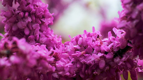 春天下雨春雨植物鲜花盛开紫色花朵雨滴实拍