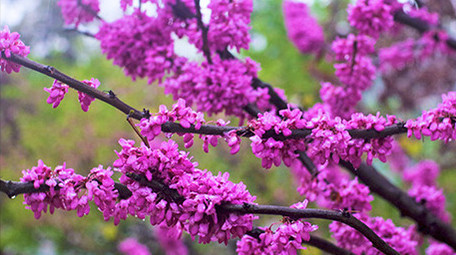 春天下雨春雨植物鲜花盛开紫色花朵雨滴实拍