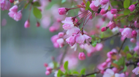 唯美雨景春天雨景春雨雨中海棠花4K实拍