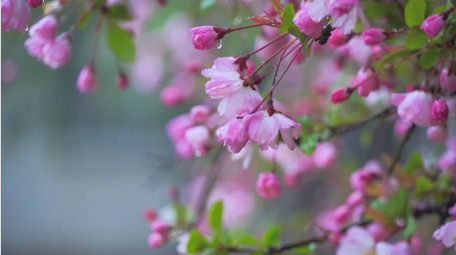 唯美雨景春天雨景春雨雨中海棠花4K实拍