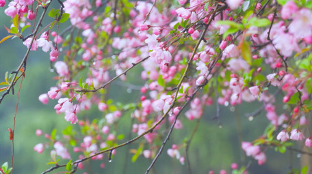 唯美雨景春天雨景春雨雨中海棠花4K实拍
