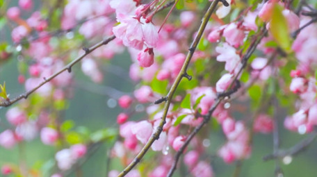 唯美雨景春天雨景春雨雨中海棠花4K实拍