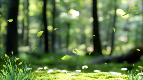 唯美光影清新绿色自然背景视频