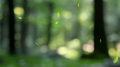 唯美光影清新绿色自然背景视频