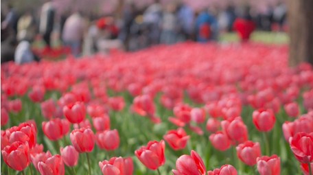 春天唯美花朵红色郁金香花4K实拍