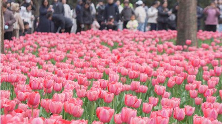 春天唯美花朵红色郁金香花4K实拍