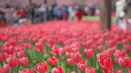 春天唯美花朵红色郁金香花4K实拍