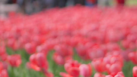 春天唯美花朵红色郁金香花4K实拍