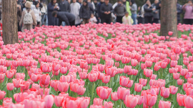 春天唯美花朵红色郁金香花4K实拍
