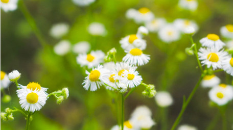 初夏氛围唯美小雏菊夏日小雏菊4K实拍