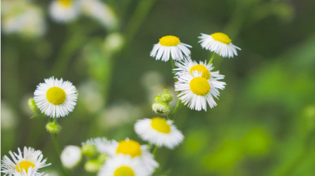 初夏氛围唯美小雏菊夏日小雏菊4K实拍