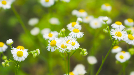 初夏氛围唯美小雏菊夏日小雏菊4K实拍