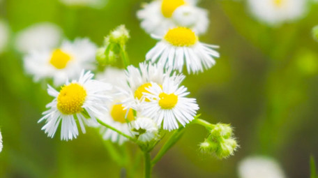 初夏氛围唯美小雏菊夏日小雏菊4K实拍