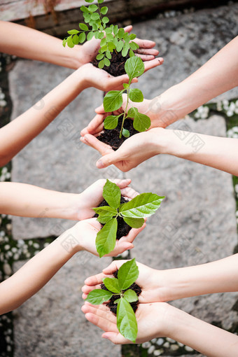 植物学农业摄影