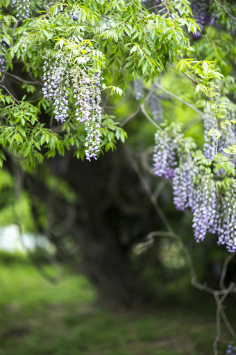 紫色淡雅树花摄影图